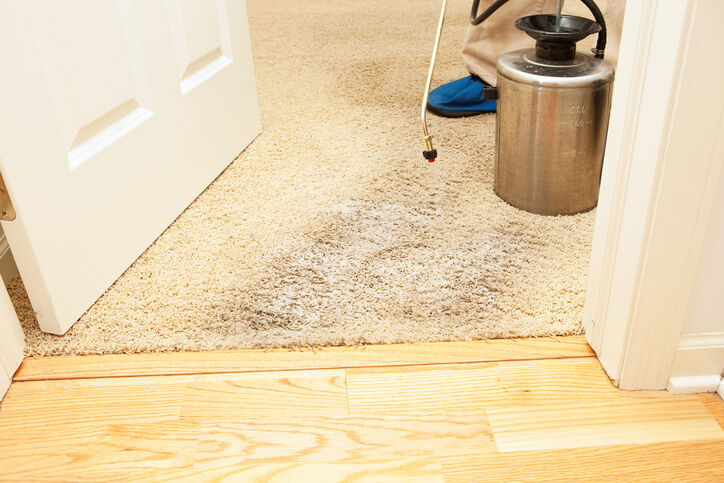 Carpet Stain Removal by Certified Green Team 