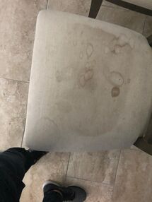 Before & After Upholstery Cleaning in Fort Lauderdale, FL (3)